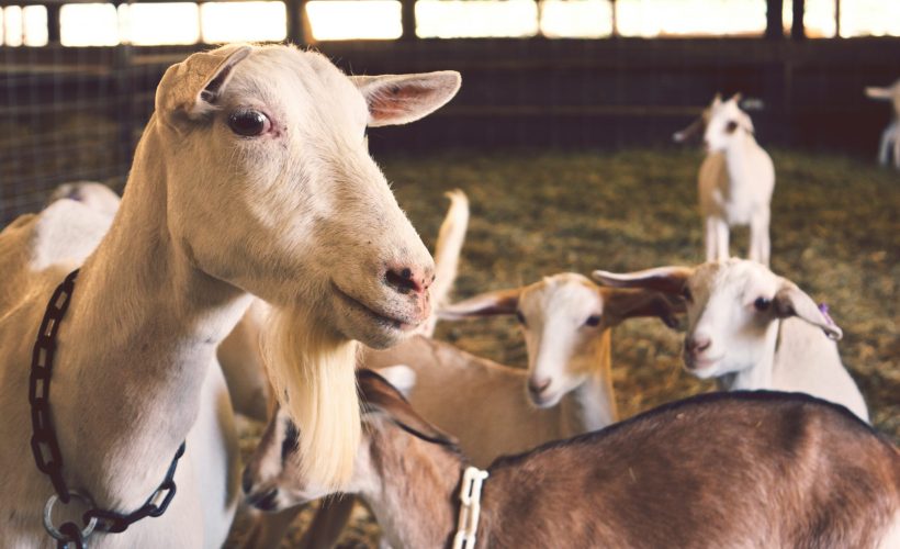 beberapa-kambing-di-kandang