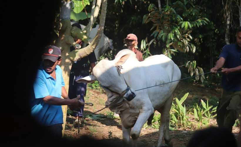 Inilah 6 Dampak Sosial Dalam Berkurban